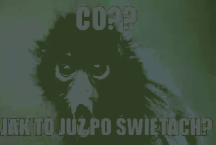 Zdziwiona małpa po świętach